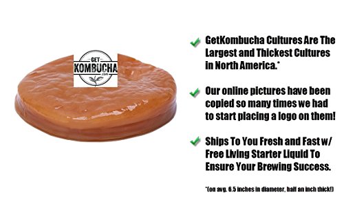 Makes Kombucha Tea On Tap. Continuous Kombucha Home Brew Kit Makes 127 Bottles Of Great Tasting Kombucha Tea Right From Home Every 28 Days! Everything You Need To Get Brewing. 180 Day Guarantee. - Thumbnail 3