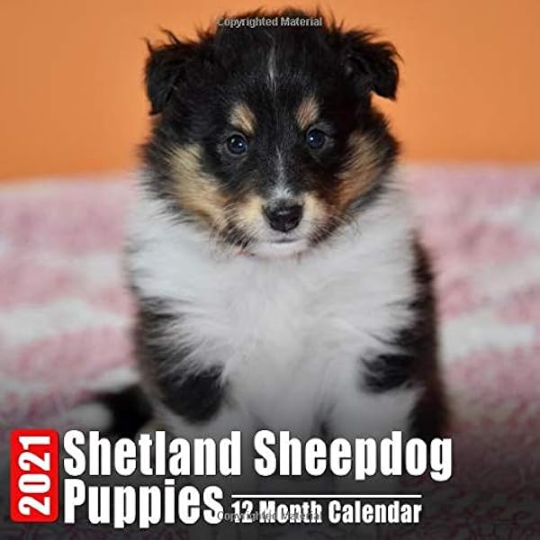 mini sheepdog puppies