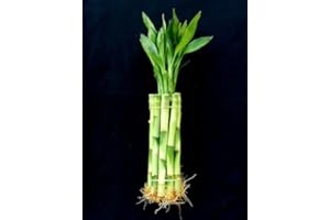 MOSKILA Jm Bamboo 10 Stalks of 8 Inches Straight Lucky Bamboo for Gifts or Fengshui