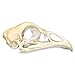 Real Chicken Skull - Perfect