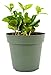 9GreenBox - Arabica Coffee Plant - 4" Pot primary