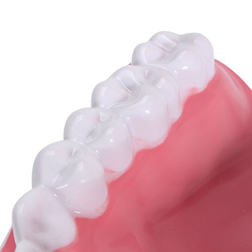 Wecando Dental Tooth Brushing Model for Teaching Demo Equipment with Removable Lower Teeth Educational Materials Dentist Tool