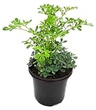 1 Common Rue graveolens Herb of Grace Ruda Live
