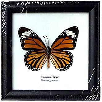 REAL BEAUTIFUL Framed Butterfly Real Butterfly Display COMMON TIGER TAXIDERMY Insect Display 5"x5"
