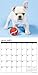 French Bulldog Puppies 2018 Calendar