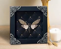Real Cicada Tailanga Wooden Frame Dead Insect Dried