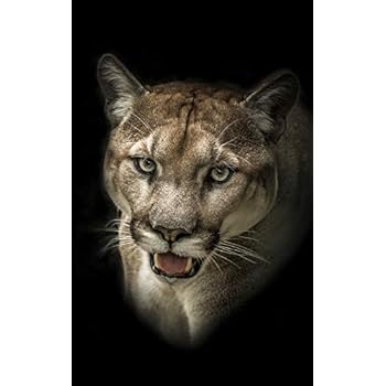 Notebook: Puma Cat in the Wild 5' x 8' 150 Ruled Pages Notebook: Puma Cat in the Wild 5' x 8' 150 Ruled Pages