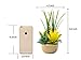 BEGONDIS Artificial Succulents Plants Plastic Fake Topiary Selected Combination with Gray Pot for Home Décor