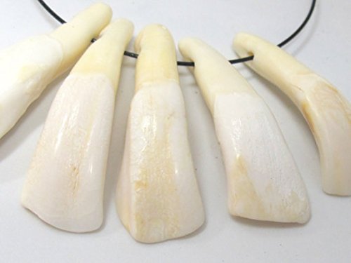 5 pieces - Drilled buffalo tooth pendants - PB109
