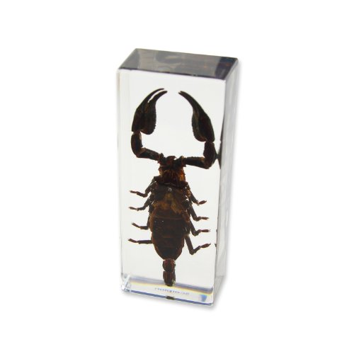 REALBUG Black Scorpion Paperweight (4.4x1.6x1.1)