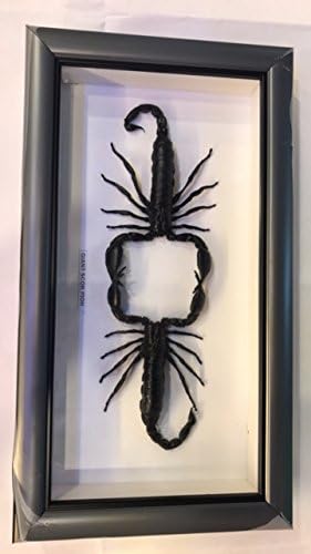 Giant Scorpion - Framed Giant Scorpion in glass with Black Frame taxidermy