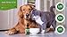 Hemp Oil for Dogs and Cats - 1000 mg / 250 mg - 100% Organic Hemp Extract for Pets - Supports Anxiety Relief, Hips & Joint Pain, Arthritis, Allergy, Seizures, Inflammation, Immune System Aid (1000 mg)