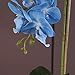 Imiee Phaleanopsis Arrangement with Vase Decorative Artificial Orchid Flower Bonsai (Blue)