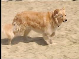 hyper hounds shelties