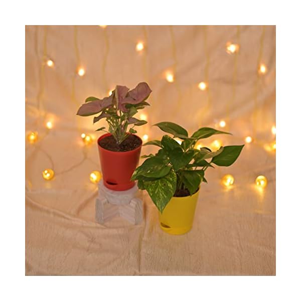 Ugaoo Indoor Plants With Pot For Home - Syngonium Pink & Money Plant Variegated - Image 7