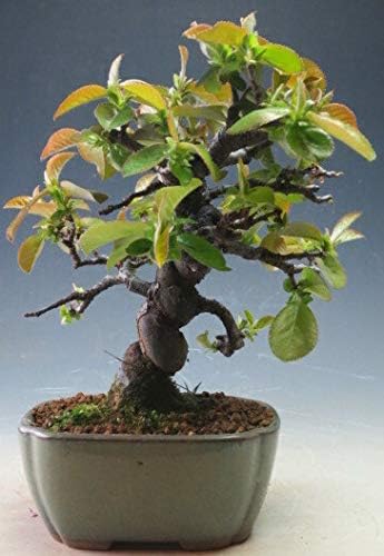 Amazon 盆栽 カリン 実生15年生 現品 今年の花芽は付いておりません 観葉植物 オンライン通販