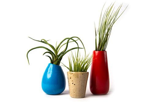 Hinterland Trading Small Ceramic Vase Set with Air Plants Hinterland Trading Small Ceramic Vase Set with Air Plants