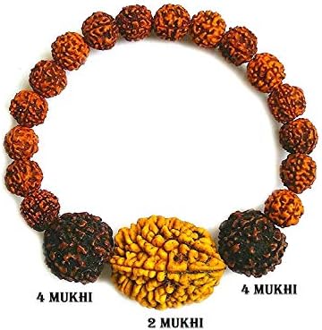 SHIV SHANKAR ACCESSORIES Rudraksha Rudraksh 2 4 6Mukhi (Face) Beads Mala Wrist Band Bracelet-AA+++