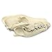 Coyote Skull (Natural Bone Quality A)