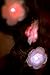 2-Pack Glowing LED Light up ZuZu Flower Clips - Rainbow, Festival, Dance, Pin