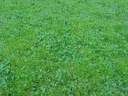 The Dirty Gardener White Clover, 1 Pound