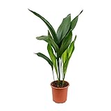 Cast Iron Plant - Aspidistra Elatior - Beautiful Live 6 Inch Pot