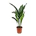 Cast Iron Plant - Aspidistra Elatior - Beautiful Live 6 Inch Pot