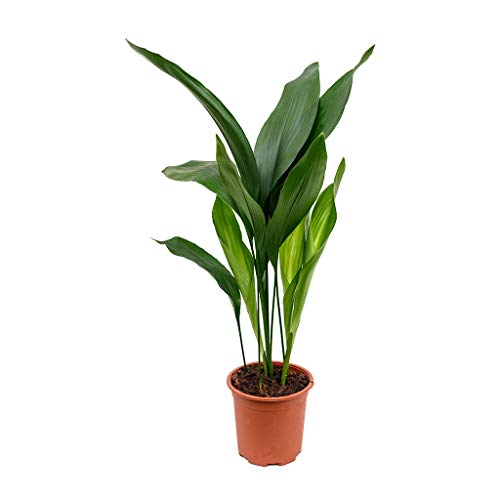 Cast Iron Plant - Aspidistra Elatior - Beautiful Live 6 Inch Pot