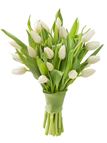 Blooms2Door 20 White Tulips (Farm-Fresh Flowers, Cut-to-Order, and Homegrown in the USA)