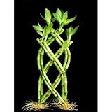 1 Set of Fence (Palm or Trellis) 10-12'' in height Lucky Bamboo for Feng Shui or Gifts sold by JM Bamboo