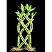 1 Set of Fence (Palm or Trellis) 10-12'' in height Lucky Bamboo for Feng Shui or Gifts sold by JM Bamboo