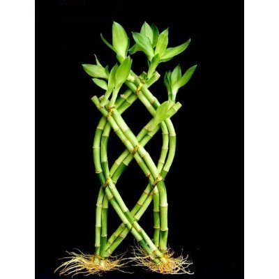 1 Set of Fence (Palm or Trellis) 10-12'' in height Lucky Bamboo for Feng Shui or Gifts sold by JM Bamboo