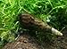20+ Malaysian Trumpet Snails, 1/4-3/4 inch - Excellent Freshwater Tank Cleaners, consumers of Bottom Debris and Food Remains, Algae Eaters!