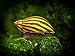 Aquatic Arts Nerite Snail Combo Pack: 5 Zebra, 5 Tiger | Algae Cleaner | Aquarium Background Accessories | Safe in Freshwater Tetra/Betta Fish Tankthumb 3