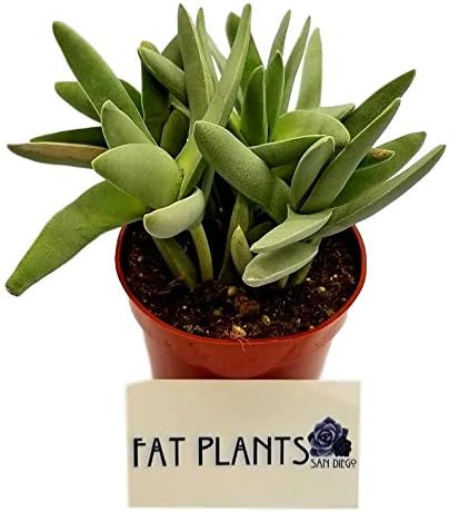 Fat Plants San Diego Succulent Plant(s) Fully Rooted in 4 inch Planter Pots with Soil - Real Live Potted Succulents/Unique Indoor Cactus Decor (1, Crassula Falcata)