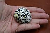 Polished Black Cyprea Pica Turbo Hermit Crab Sea Shell 1 1/2