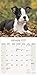 Boston Terrier Calendar 2020 - Dog Breed Calendar - Wall Calendar 2019-2020
