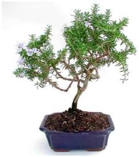 Rosemary Bonsai - Live Plant - Green Gift - Ready To Eat - Kitchen Plant - Chef's Edible Rosemary - Low Maintenance Plant - Cut Flower Alternative - Live Herbs - Fresh Rosemary - Ships fast via 2-Day Air