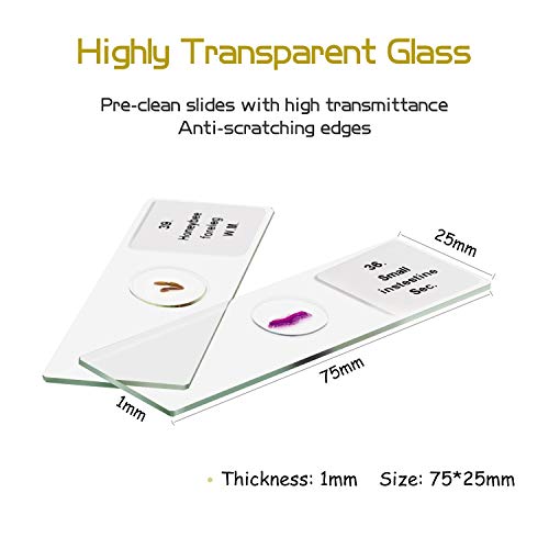 100P Mikroskop Objektträger Präparate, Objektträger Mikroskop mit Biologischen Proben, Insekten Pflanzen menschliche… – Bild 7