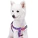 Blueberry Pet 9 Patterns Step-in Spring Scent Inspired Rose Print Irish Blue Dog Harness, Chest Girth 20