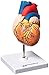 Walter Products B10405AN Human Heart Model, Life Size, 2 Parts