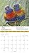 Parrots National Geographic 2016 Wall Calendar