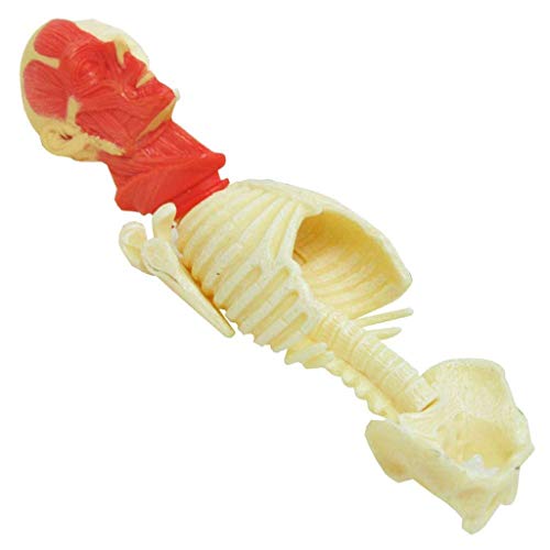 image for LXX Human Muscle and Skeleton Anatomy Model Detachable Anatomical Medi