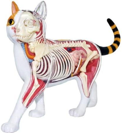 Pictorial Anatomy of the Cat, Revised Edition: Gilbert, Stephen G