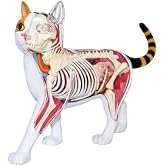 4D Vision Calico Cat Anatomy Model - Medical Quality Collectible with Fully Detachable Organs and Body Parts