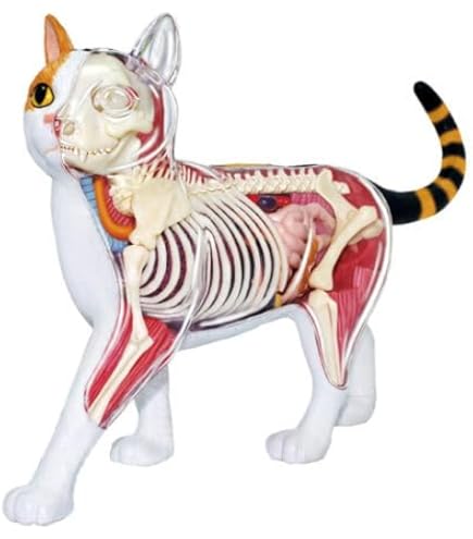 Amazon.com: 4D Master Vision 貓骨架和解剖模型套組: 玩具和遊戲
