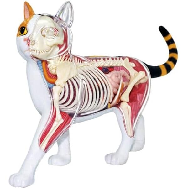 Pictorial Anatomy of the Cat, Revised Edition: Gilbert, Stephen G