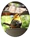 Bird Animal Garden Statues Figurine Funny Garden D¨¦cor Outdoor Sculpture Resin Lawn Ornaments Decor - Best Indoor Outdoor Decorations for Patio Yard Office and House