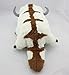 The Last Airbender 20 Inch Appa Avatar Plush Doll Toy By Fantastic House