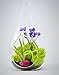 Bliss Gardens Small Air Plant Terrarium Kit With 7" Teardrop Glass / Enchanted Forest